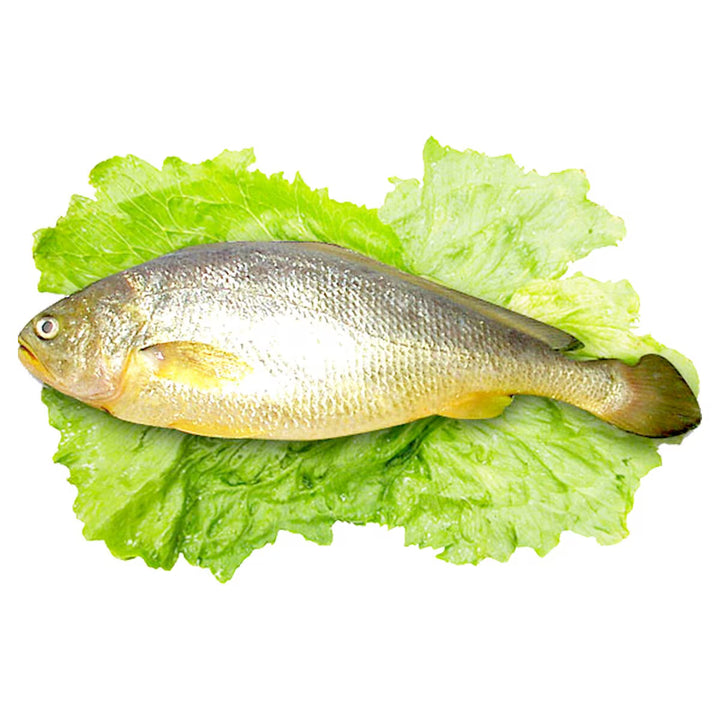 黄花鱼