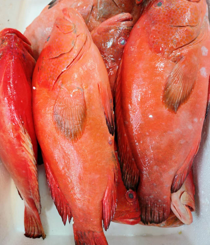 红石斑鱼 1条 red grouper （约500g）