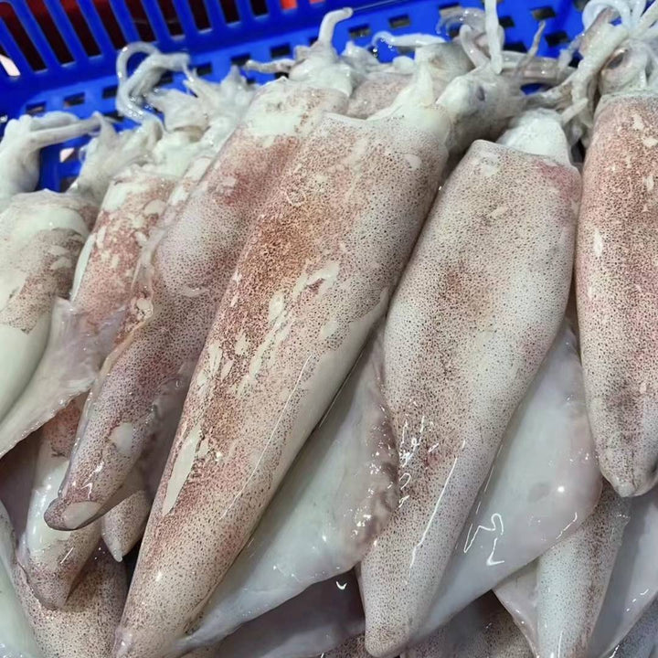 新鲜鱿鱼 500g