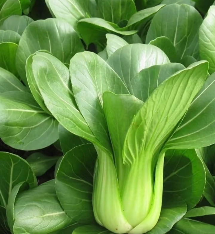 青白菜 上海青 Green Pak Choi