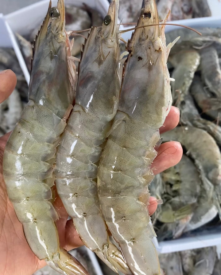 新鲜大虾 Fresh Prawn 1kg