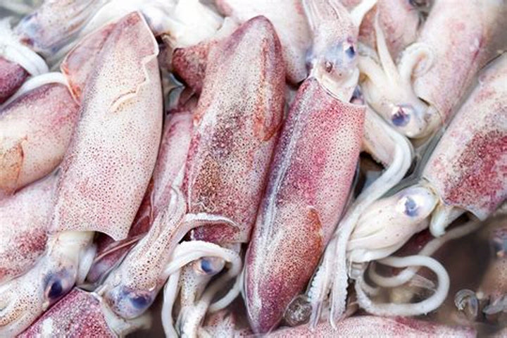 大鲜鱿鱼/kg