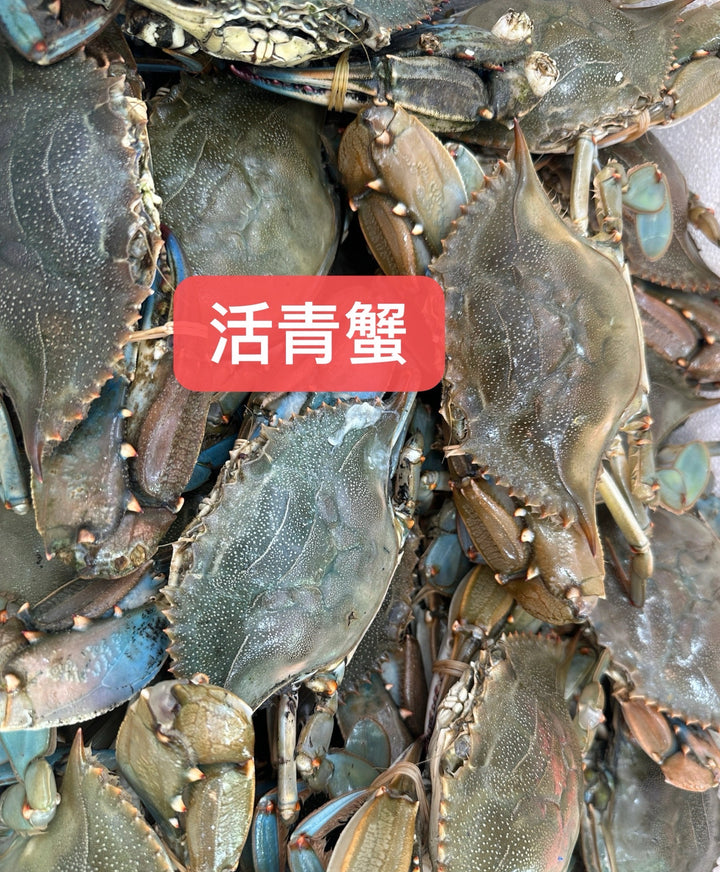 新鲜活青蟹 Fresh alive blue crab