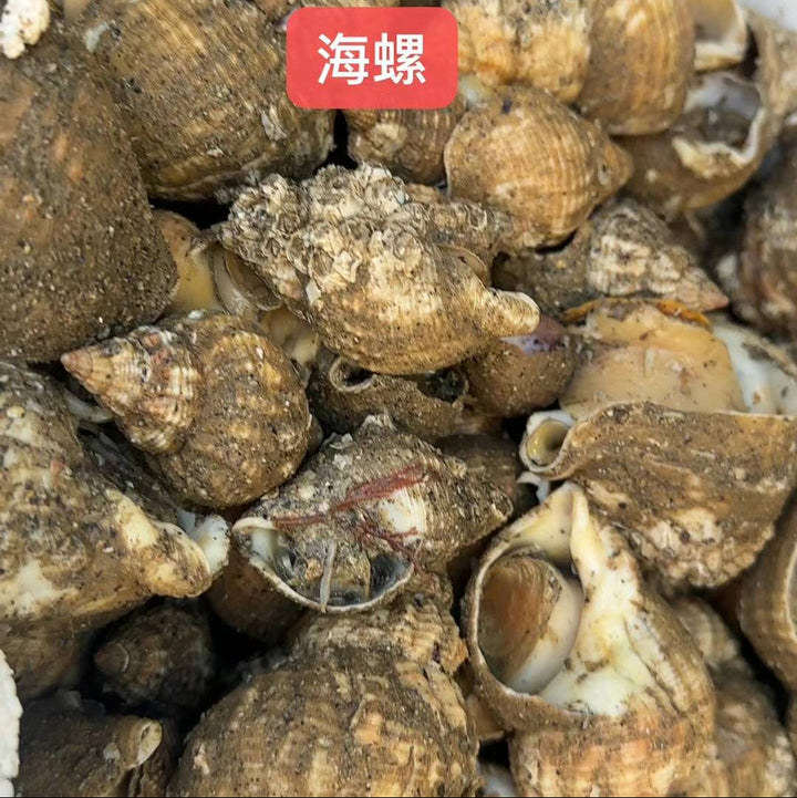 东风螺 1kg