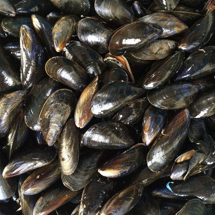 青口 Mussel 1kg