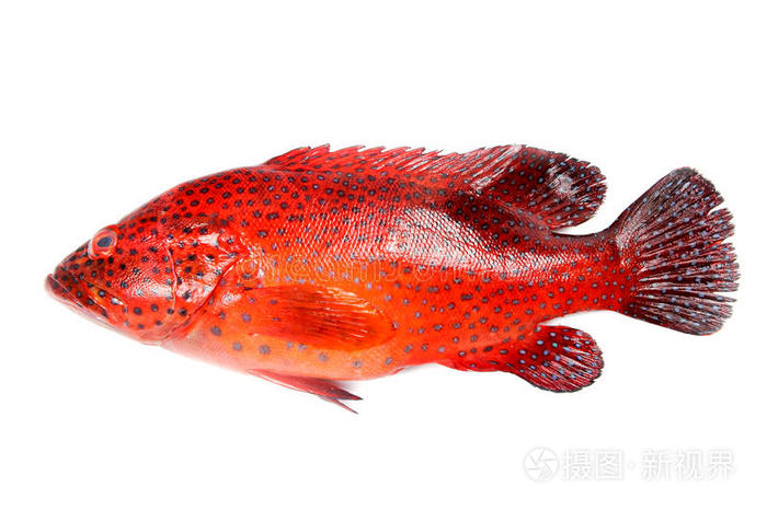 石斑鱼/kg